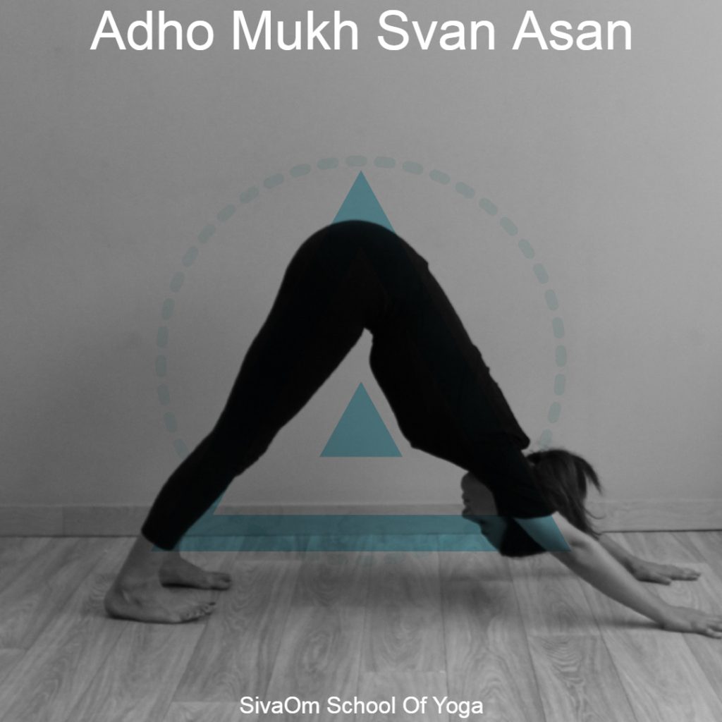 Adho Mukh Svan Asan sivaom yoga